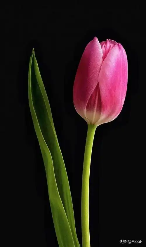 唯美鲜花背景图,唯美鲜花背景图片(唯美 , 鲜花壁纸高清图)