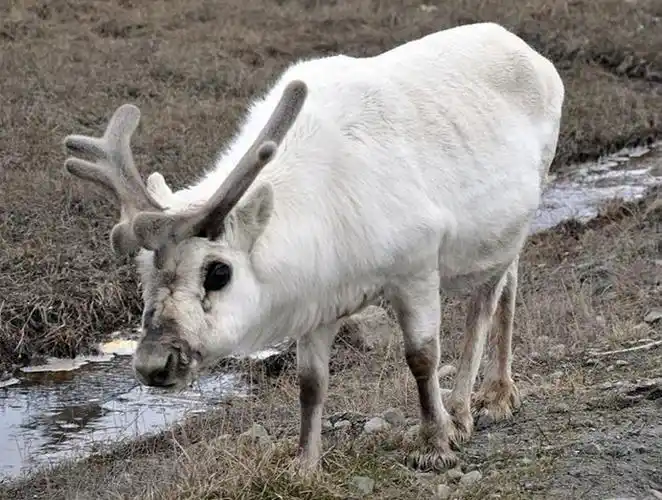p>斯瓦尔巴德群岛驯鹿(学名:rangifer tarandus platyrhynchus)是