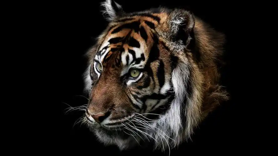 壁纸 老虎,脸,黑色背景 2560x1600 hd 高清壁纸, 图片, 照片