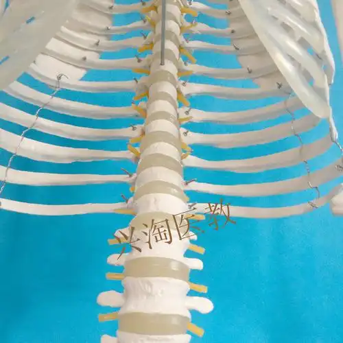 厂家直销170cm人体大骨骼模型 骷髅骨架标本 附神经带软肋骨