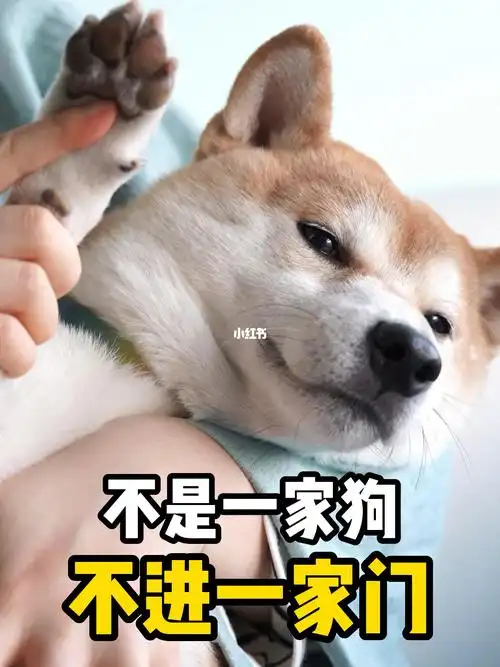 这也随我我家狗怕不是亲生的吧