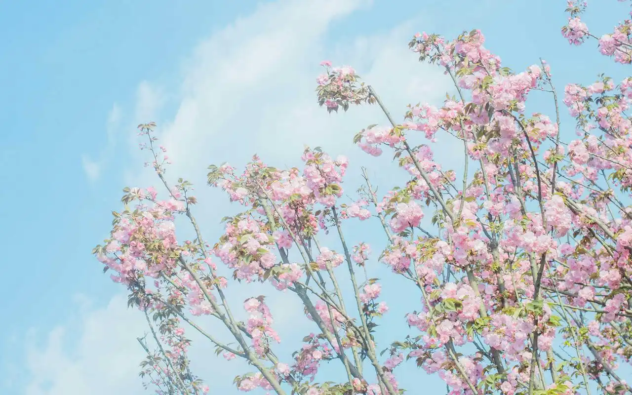 春季樱花唯美高清电脑桌面壁纸图片