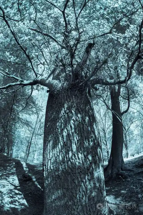 墓地里的幽灵树