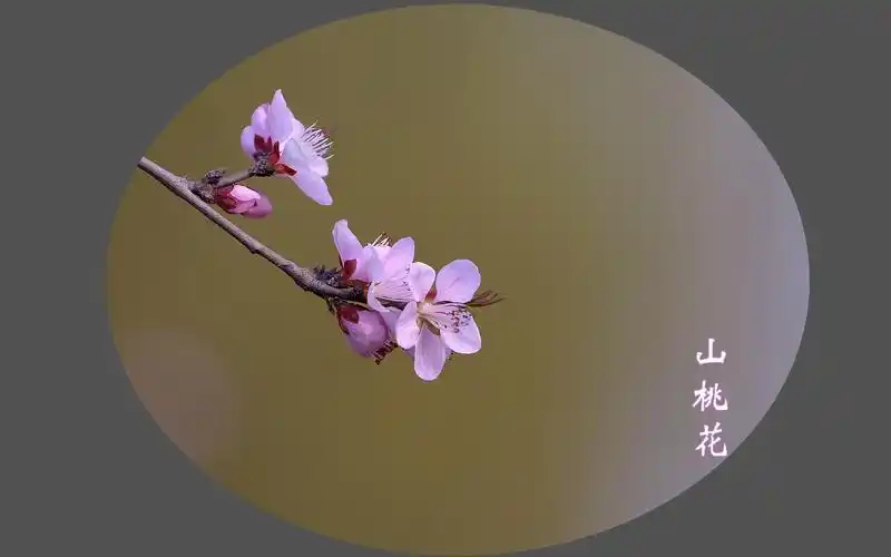 山桃花唯美意境风景图片桌面壁纸高清大图预览1920x1200_植物壁纸下载