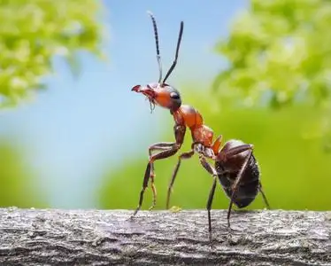 蚂蚁上樱桃花优雅蚂蚁的树枝上照片