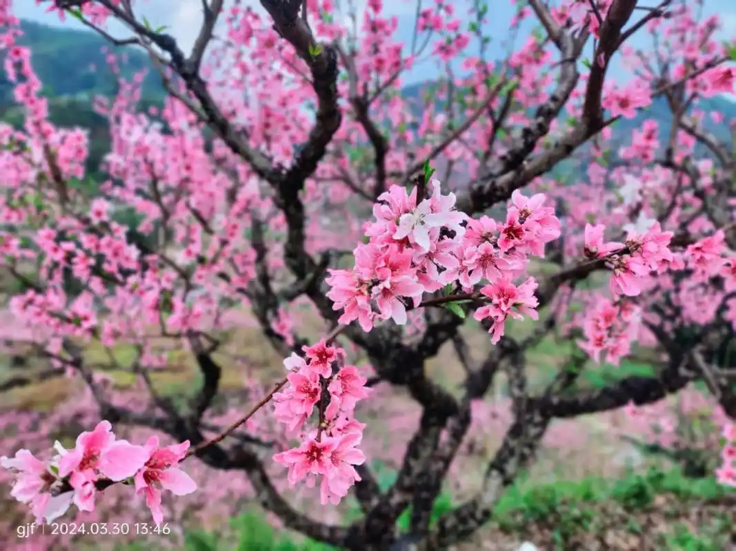 福安市桃花谷#又是一年桃花开 #三月桃花朵朵开 #桃花美景 - 抖音