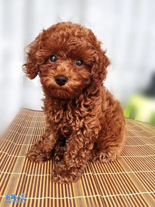 出售三个月大的泰迪犬女孩短腿棕红性格活泼已做驱虫