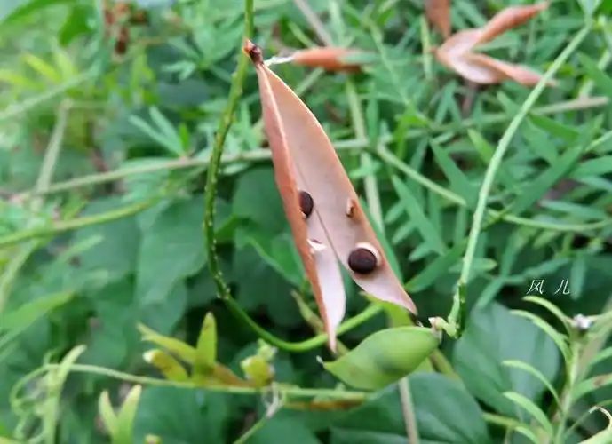 广布野豌豆(原创:植物识别【78】)