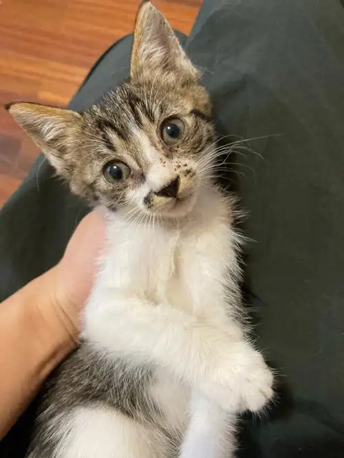 犬系小猫青春活力叫声甜美