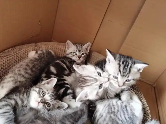 家养美短崽崽出窝啦688带走先到先得