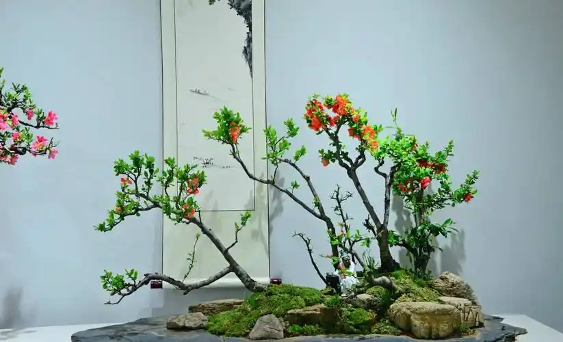 海棠系列(四):第一抹春红贴梗海棠_盆景_大红色_品种