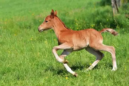 野生马小马驹图片