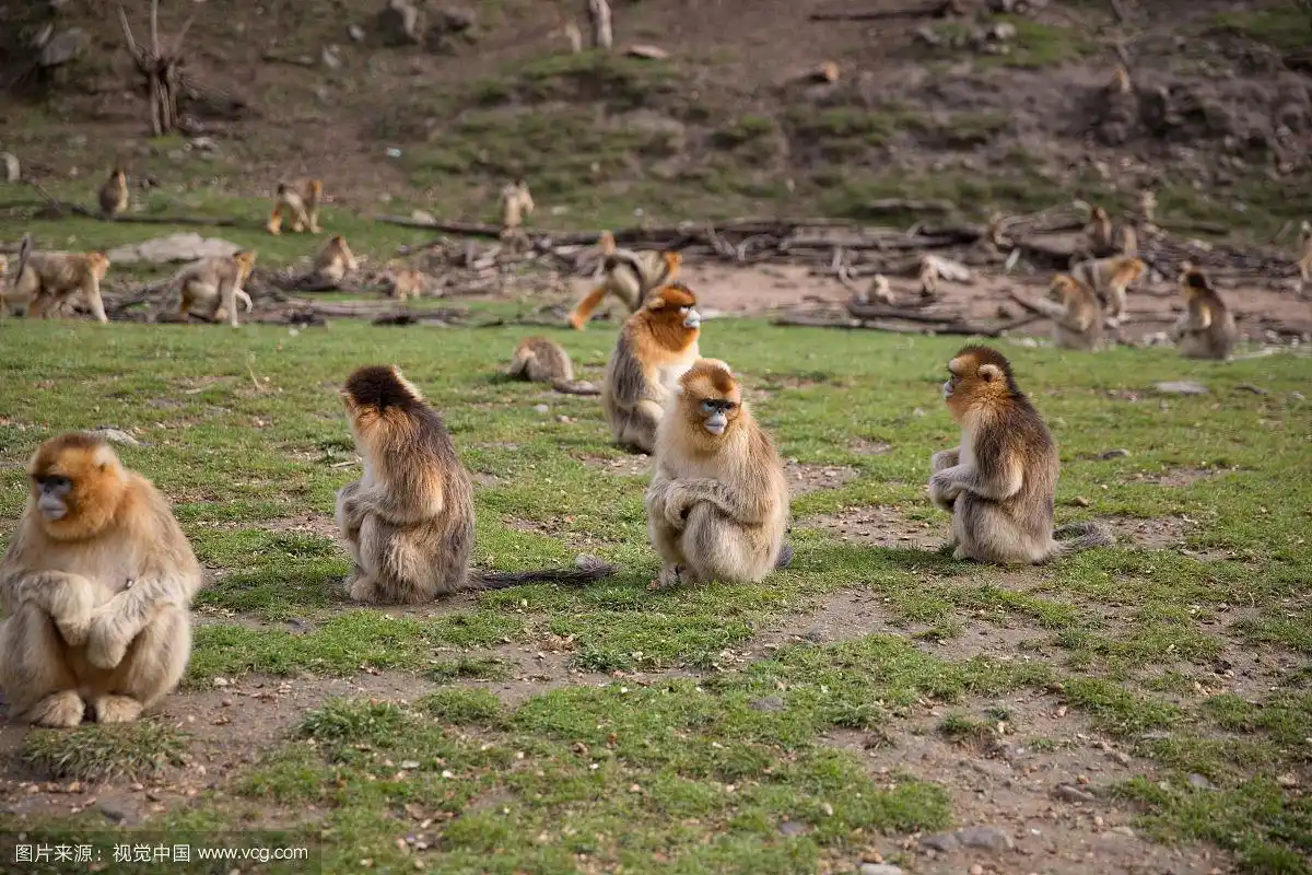 中国陕西秦岭太白山保护动物野生动物金丝猴