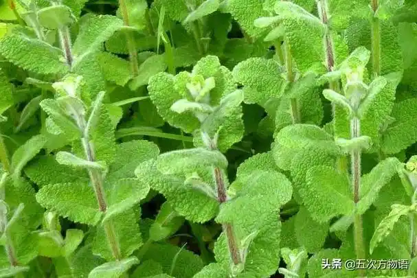 可食用薄荷种类图(我相信你认不全)(14)