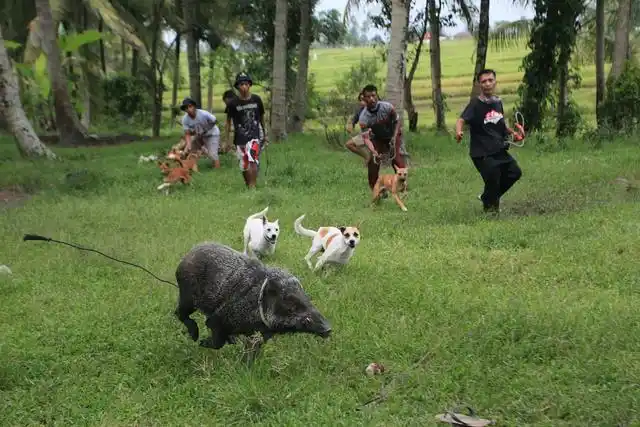 几十万年前的某个下午,一群原始人走进一片原始森林中打猎