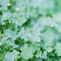 四叶草图片头像卡通点击鼠标右键下载