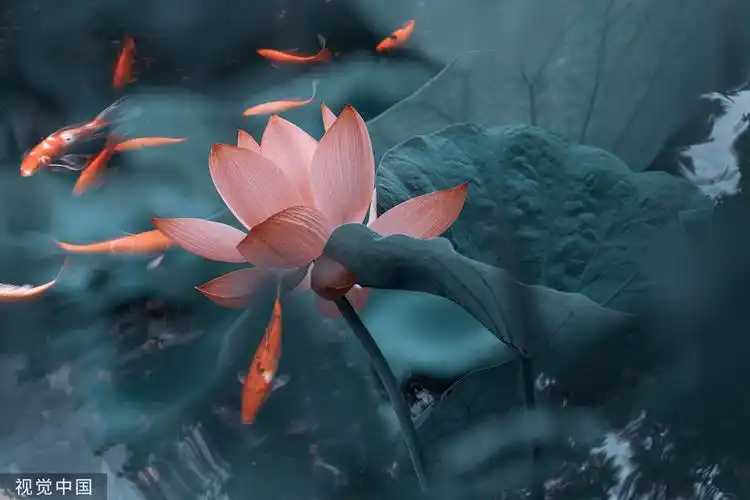 二十四节气倏忽温风至因循小暑来