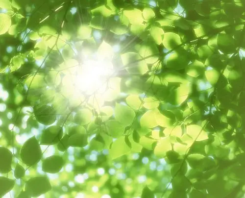 图片大全 自然风光 绿荫阳光图片 > 绿荫阳光图片 第1张