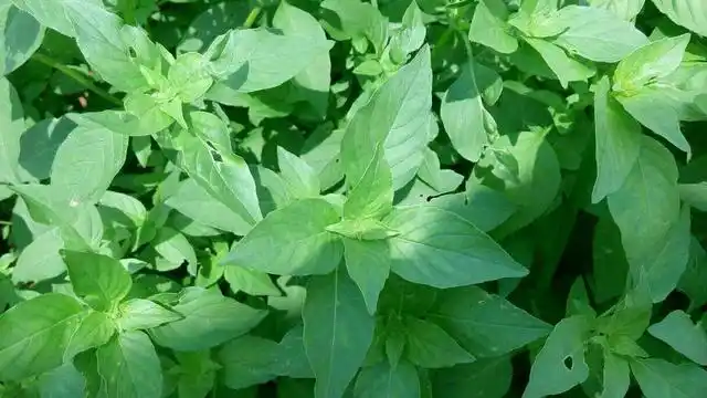 薄荷|紫苏|养护_新浪新闻