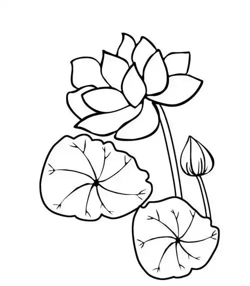 花朵的简笔画图片大全各种花花素材花朵免费下载花素材各种花水彩手绘