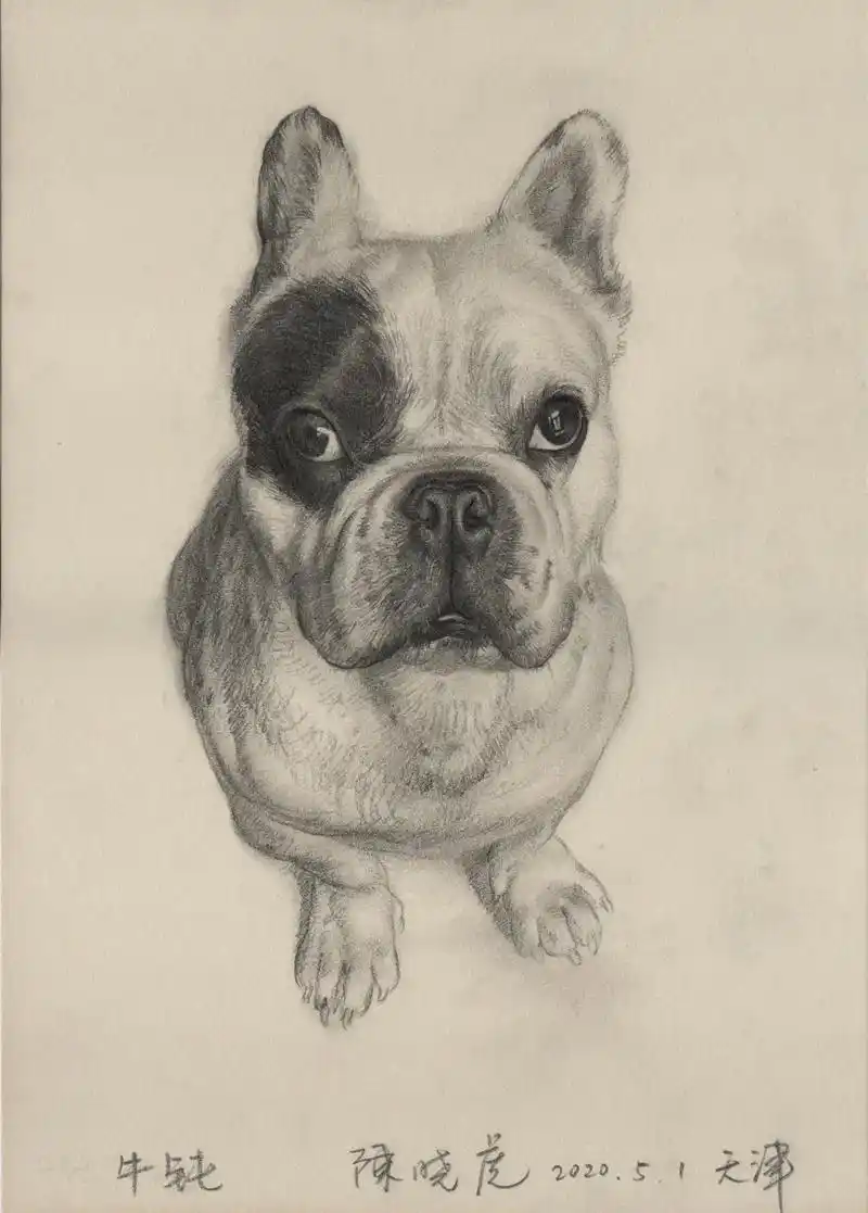 素描动物 #抖音图文来了 #画画 #狗 - 抖音