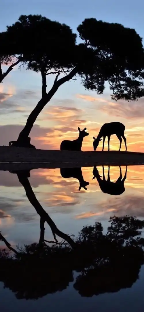 唯美意境风景手绘高清手机壁纸