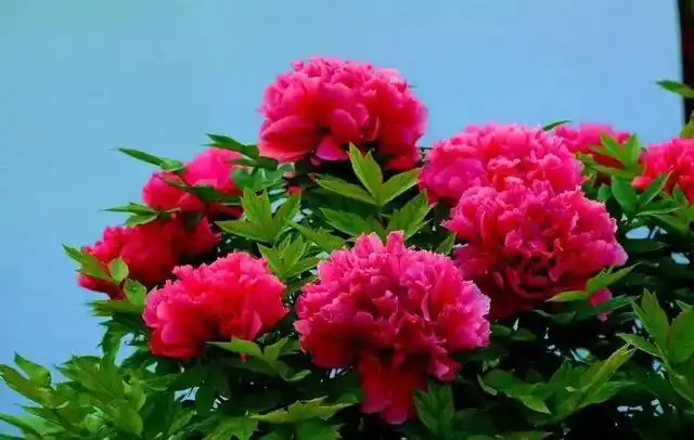 分享图片,漂亮高贵的洛阳紫牡丹花|芍药|紫色|紫红色_网易订阅