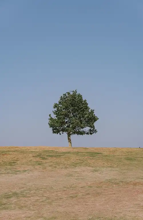 孤独一棵树