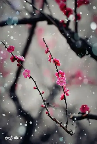 梅花香自苦寒来 傲雪迎春吐芳华