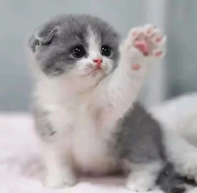 可爱的小奶猫头像来了!