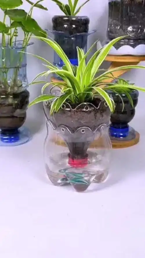 这款简单易学懒人吸水花盆放在办公室很适合哦,快试试吧 #塑料瓶手工