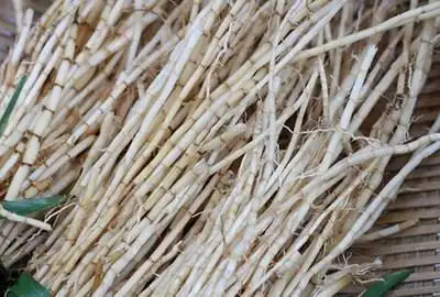 丝茅草,丝茅穗,丝茅根