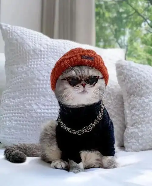 看看这神气模样 大金链子小墨镜一戴 谁都不爱 内心os:只想安静当个