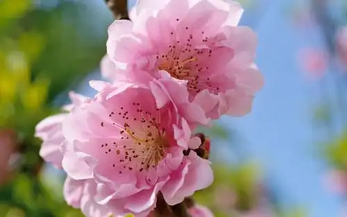 杏花,繁华,春天,花卉,鲜花杏花繁华满枝 壁纸图片