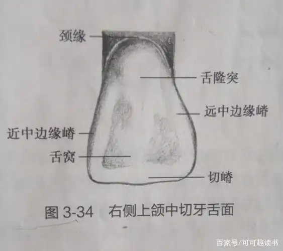 恒牙形态与功能―上颌中切牙