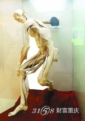 "我们一共有500多个人体标本,还有两万小时的数字资源.