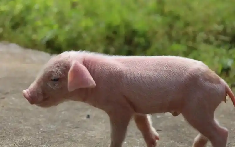 粉嫩粉嫩的小乳猪