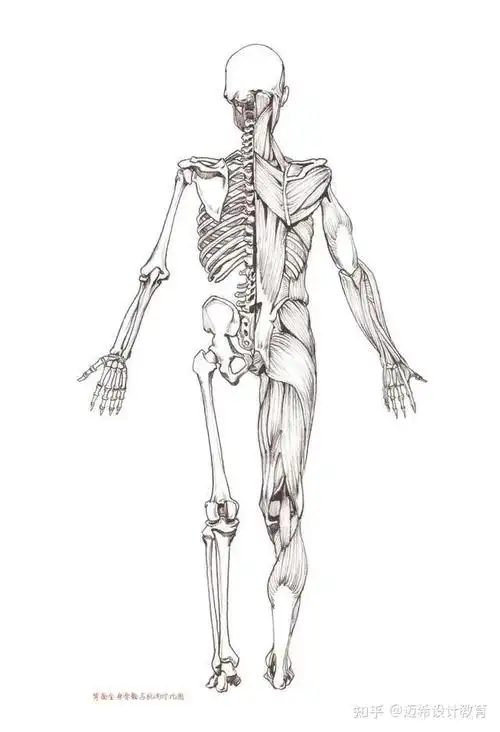 考研速写入门基础|骨骼,肌肉,人体各姿势的比例,附视频讲解