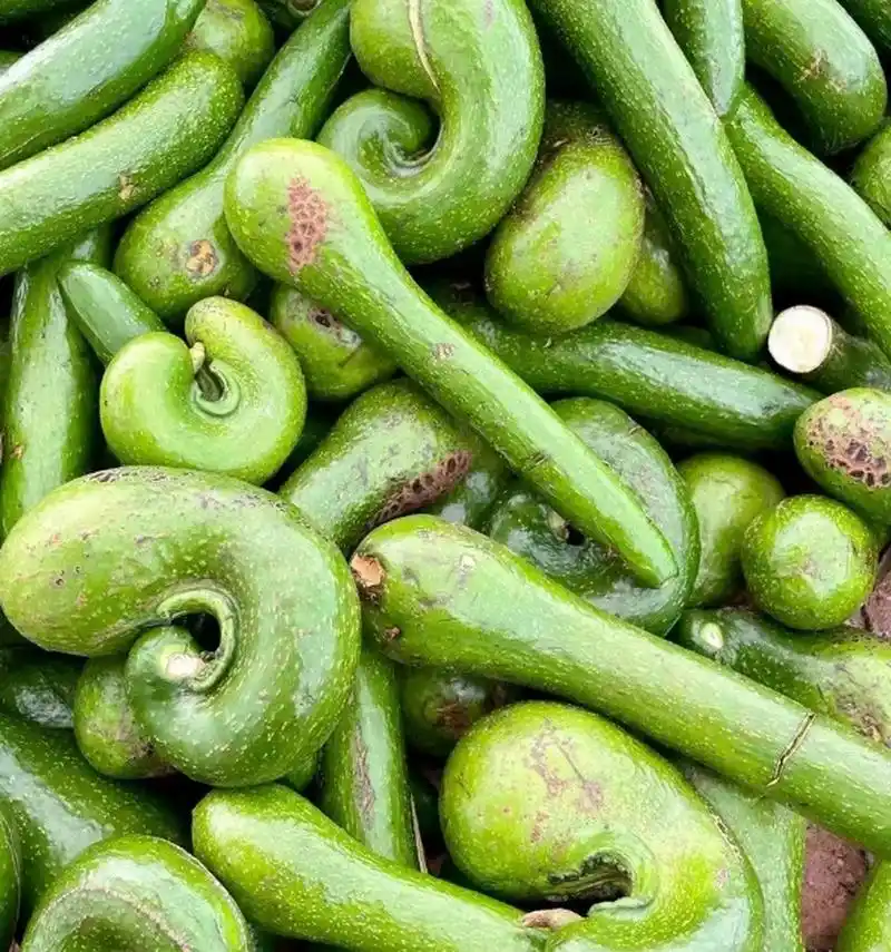 这些奇怪的水果,你们吃过吗