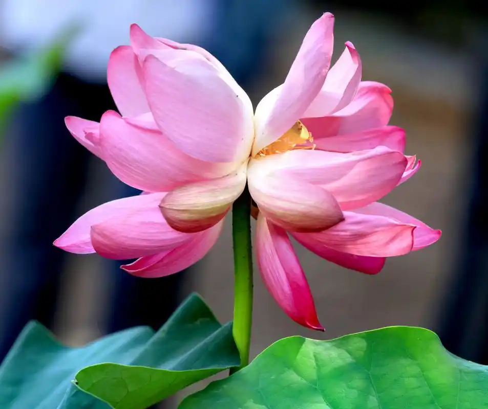 芙蓉池里叶田田,一本双花出碧泉. 浓淡共妍香各散,东西分艳蒂相连.