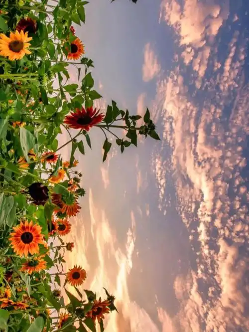 1079_1437竖版 竖屏