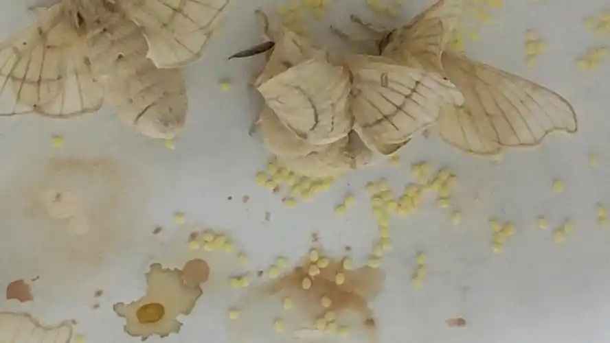 家里的飞蛾产卵了