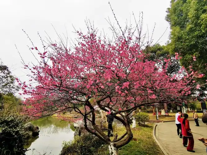 本组照片中所有梅花特写镜头照片全部取之于这颗梅花树!