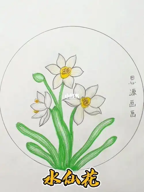 简单画水仙花