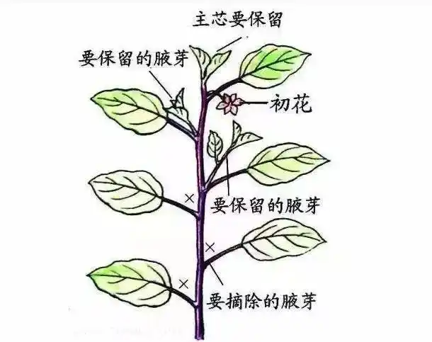 茄子如何提高坐果率?* 有问必答