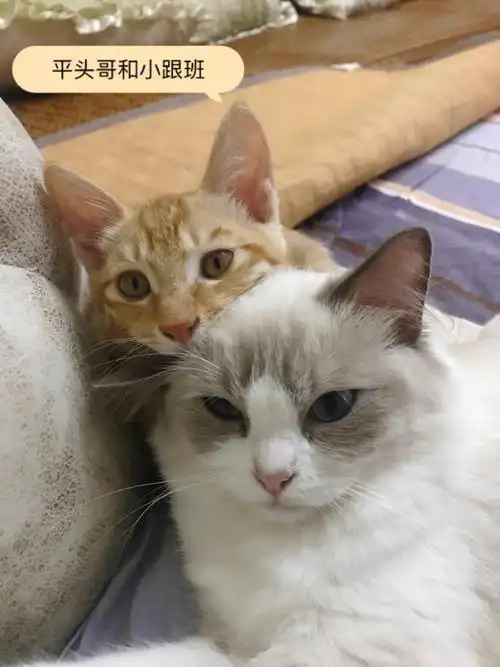 布偶姐姐和橘猫弟弟的日常