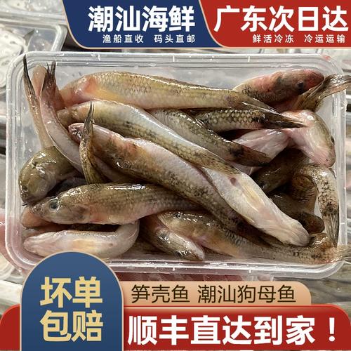 笋壳鱼潮汕狗母鱼鲜活冷冻新鲜海鱼海鲜水产虎头鱼煲汤小海鱼500g