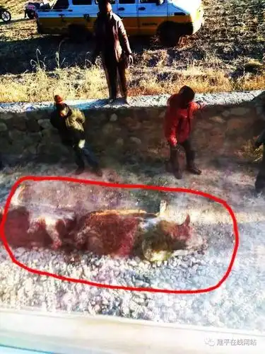 车祸突发朝阳境内火车惨烈车祸造成4死1伤胆小慎入