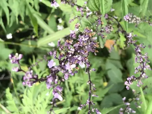 蓝萼毛叶香茶菜