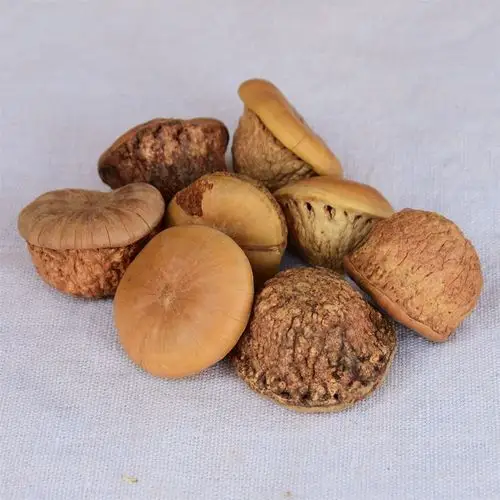 风流果厚鳞柯壮阳果补肾果益肾子马牯捻碇果辗垫栗厚鳞石栎木栎子大头